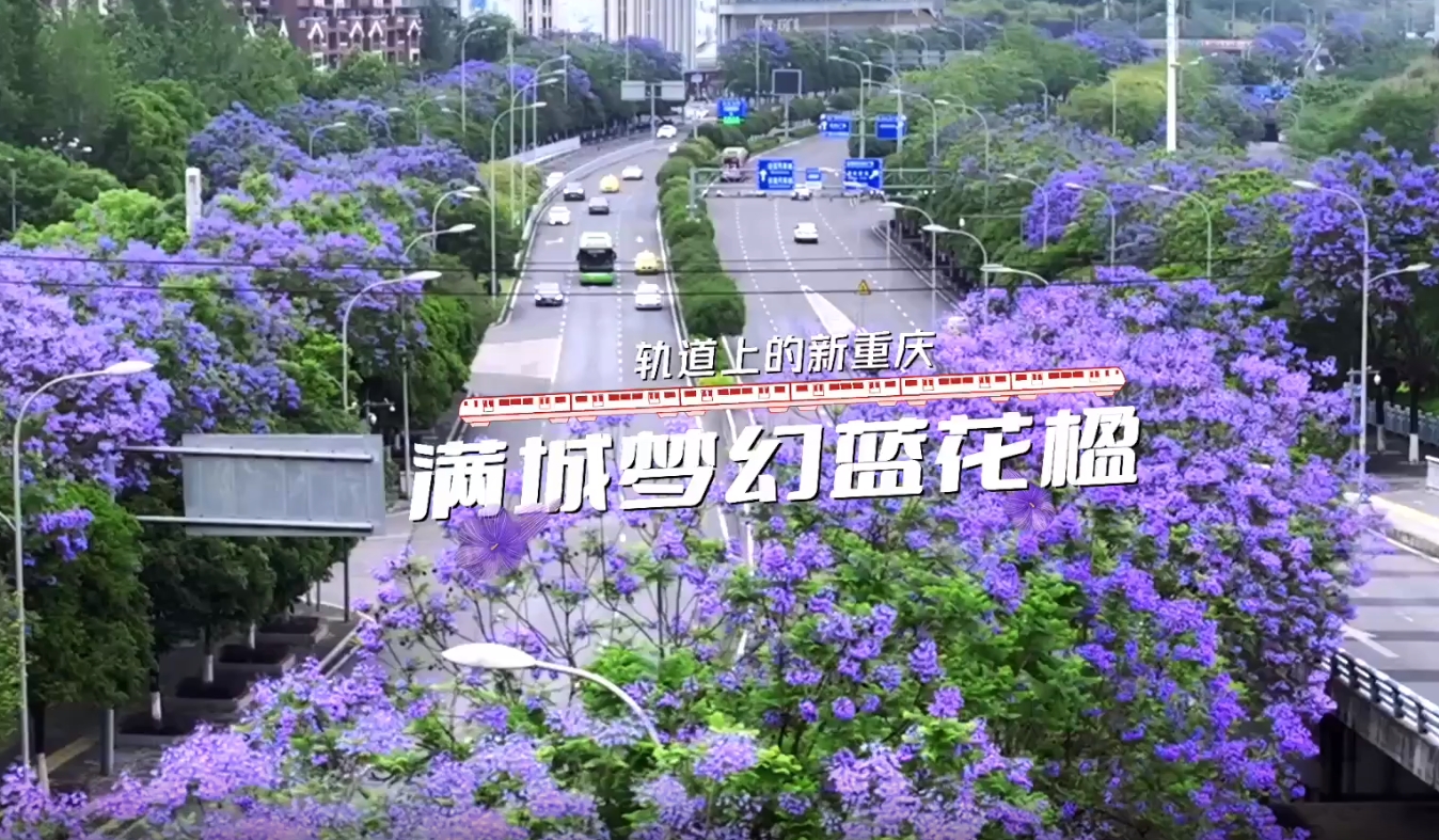 梦幻蓝花楹